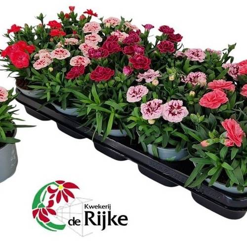 Dianth. mix T12 H020