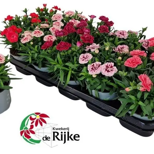 Dianth. mix T12 H020