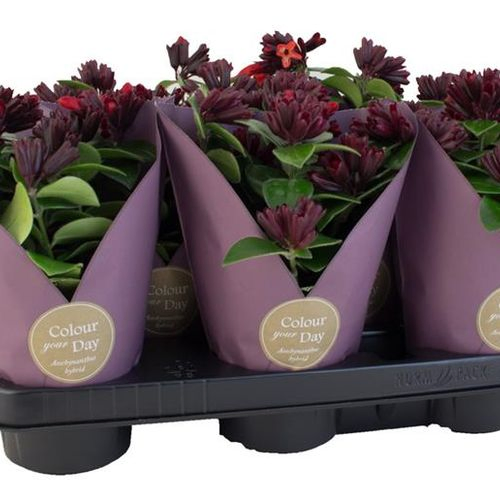 Aeschynanthus Mona LisaT11 H25