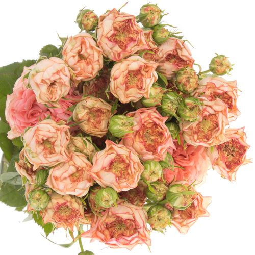 Rose rosa Freiland Grandmas Mary 60cm 4+Blüte