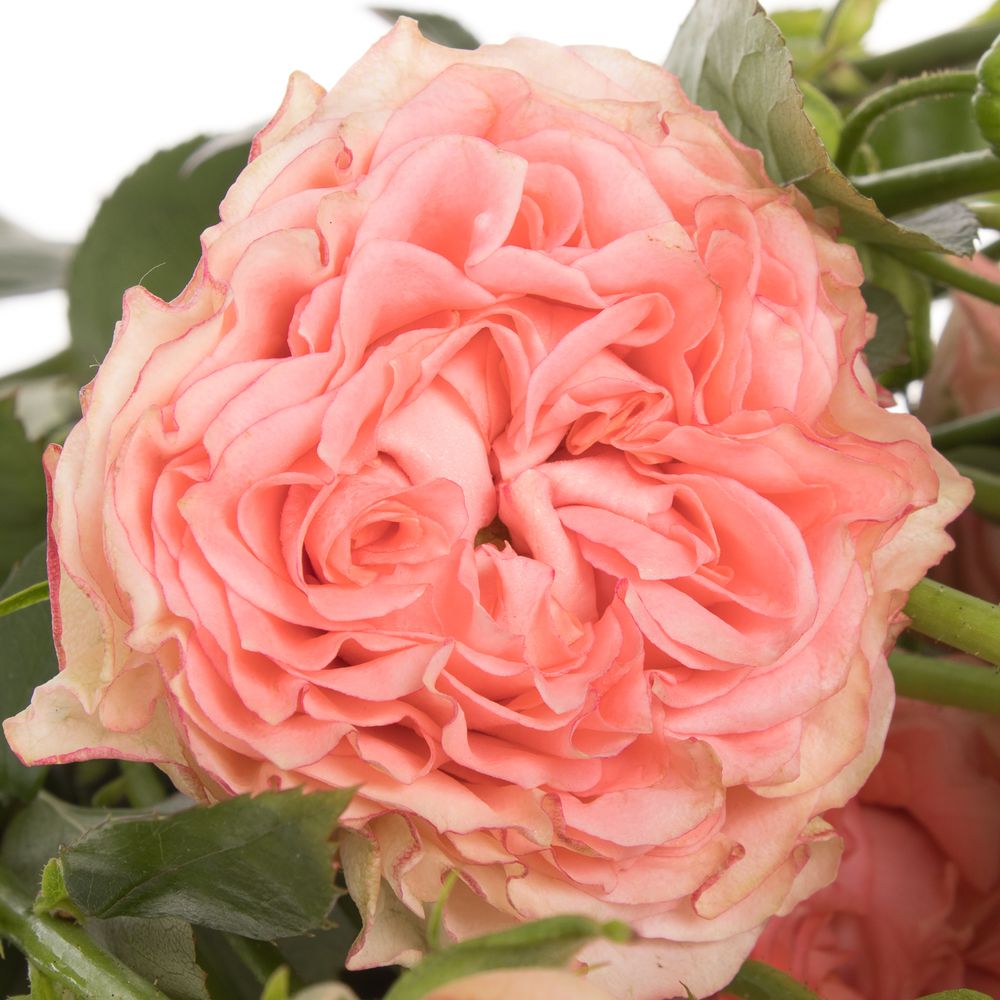 Rose rosa Freiland Grandmas Mary 60cm 4+Blüte