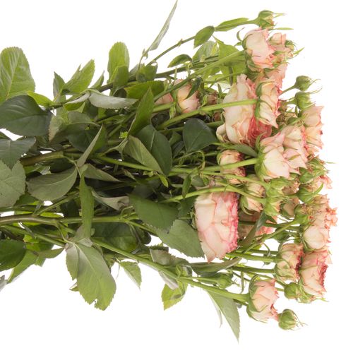 Rose rosa Freiland Grandmas Mary 60cm 4+Blüte