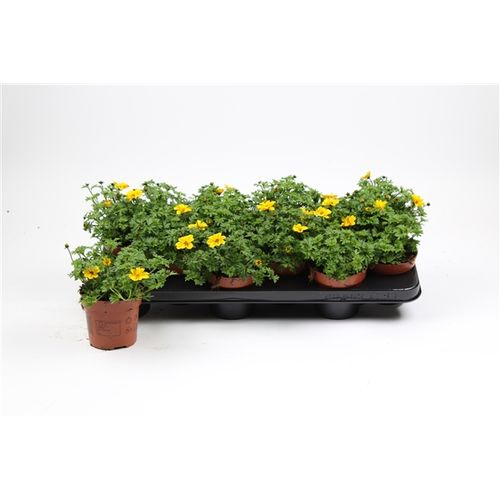 Bidens gelb T10,5 H017