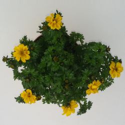Bidens gelb T10,5 H017