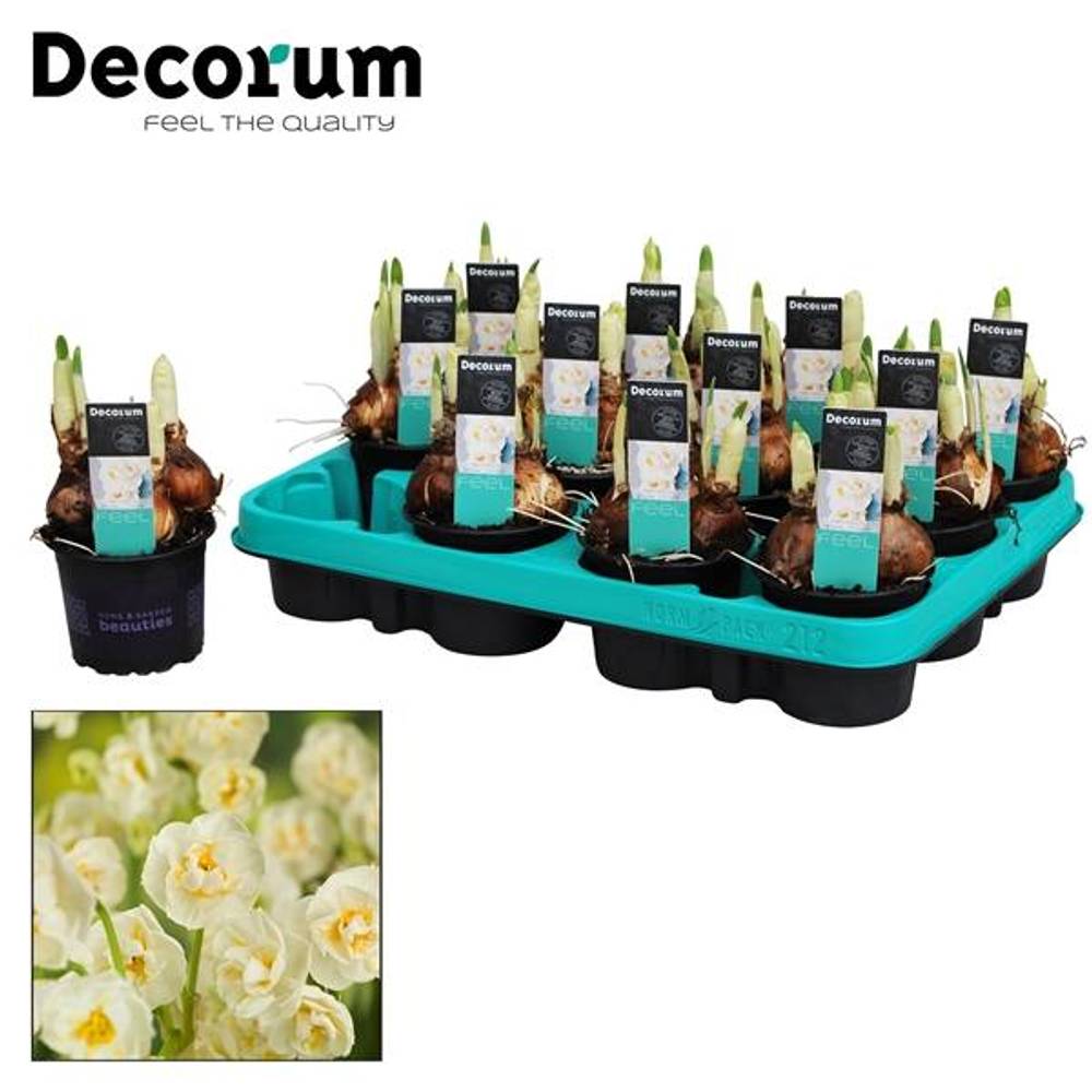 Narzisse 3er weiss Bridal Crown T09 H015