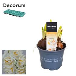 Narzisse 3er weiss Bridal Crown T09 H015