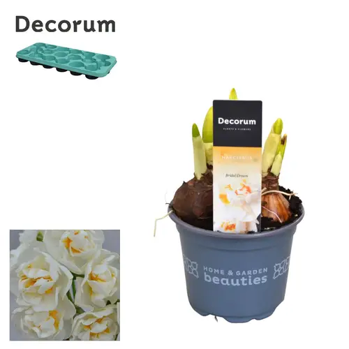 Narzisse 3er weiss Bridal Crown T09 H015