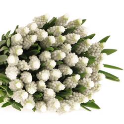 Muscarie weiss star 30cm