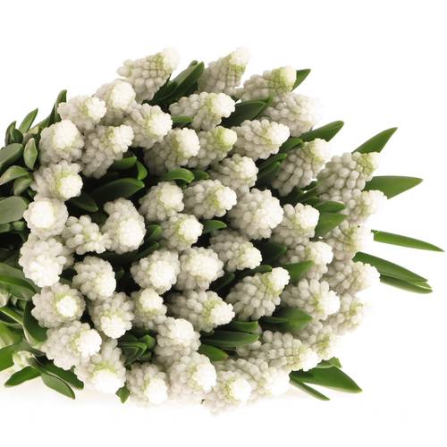 Muscarie weiss star 30cm