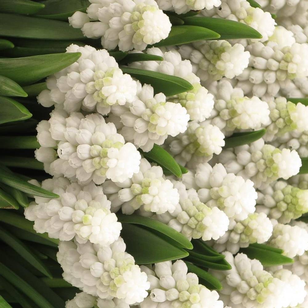 Muscarie weiss star 30cm