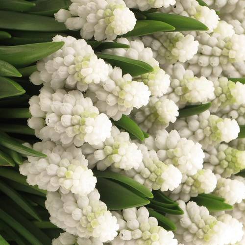 Muscarie weiss star 30cm