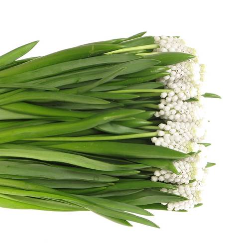 Muscarie weiss star 30cm