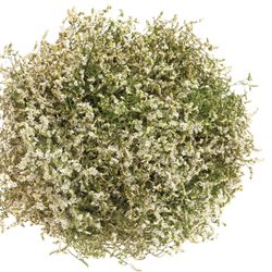 Limonium creme/weiss Diamond 50cm 