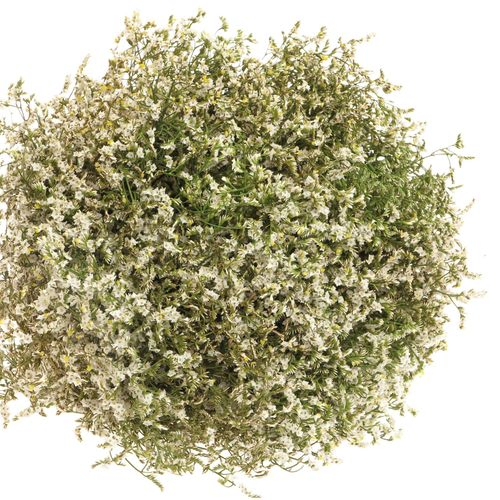 Limonium creme/weiss Diamond 50cm 
