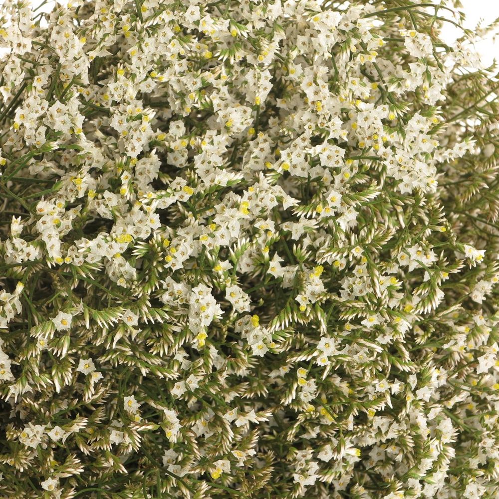 Limonium creme/weiss Diamond 50cm 