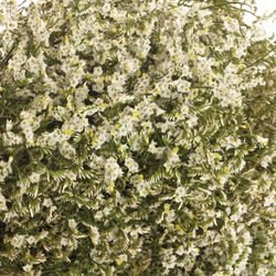 Limonium creme/weiss Diamond 50cm 