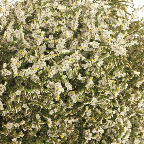 Limonium creme/weiss Diamond 50cm 