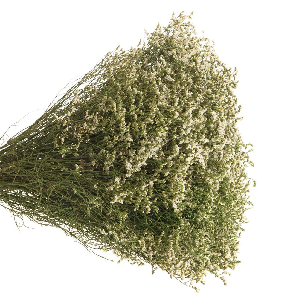Limonium creme/weiss Diamond 50cm 