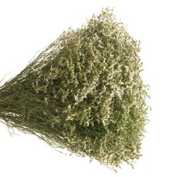 Limonium creme/weiss Diamond 50cm 