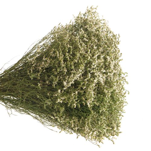 Limonium creme/weiss Diamond 50cm 