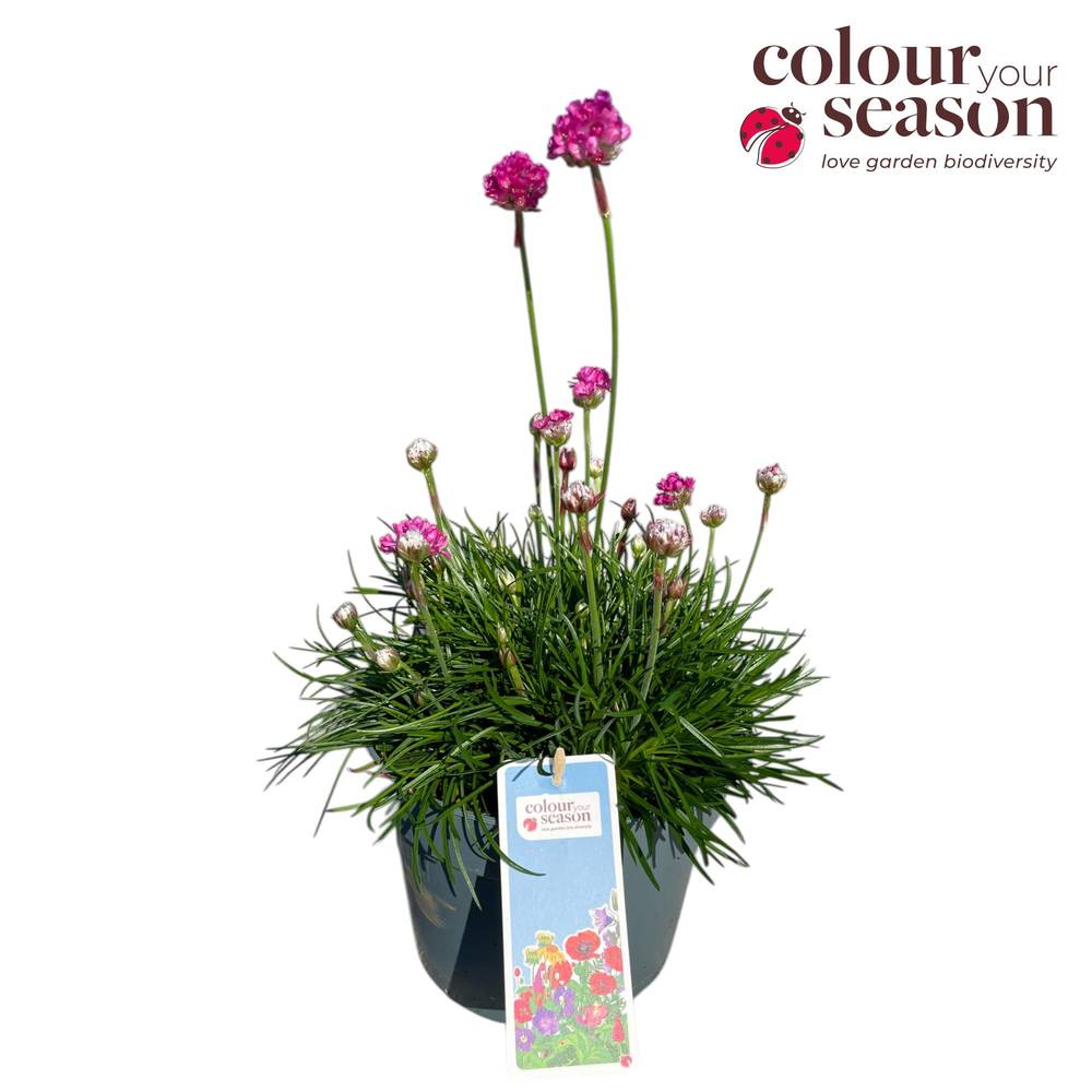 Armeria maritima rosa Abby T19 H050