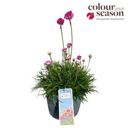 Armeria maritima rosa Abby T19 H050