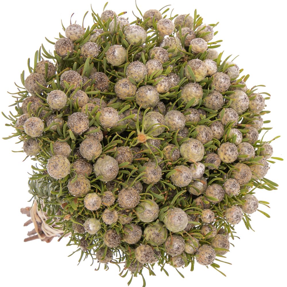 Leucadendron grau Ayoba Jade Pearl 35cm