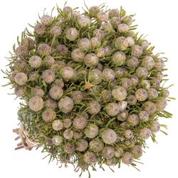 Leucadendron grau Ayoba Jade Pearl 35cm