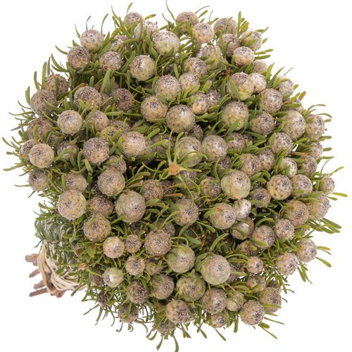 Leucadendron grau Ayoba Jade Pearl 35cm