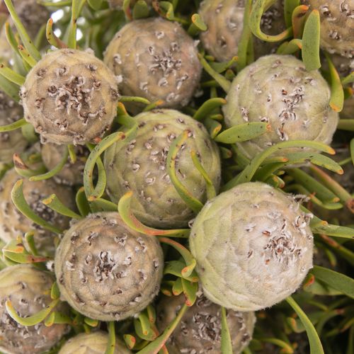 Leucadendron grau Ayoba Jade Pearl 35cm