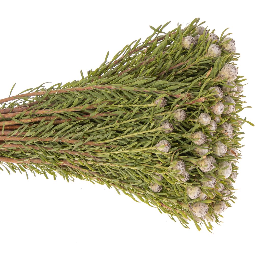 Leucadendron grau Ayoba Jade Pearl 35cm