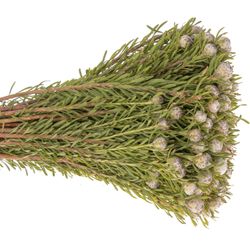 Leucadendron grau Ayoba Jade Pearl 35cm