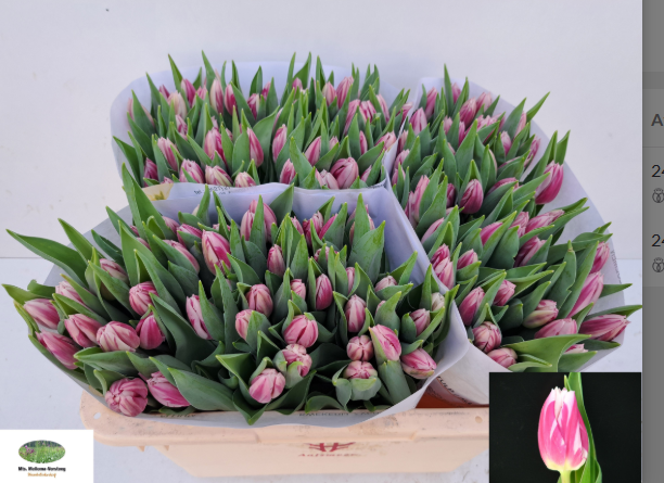 Tulpe rosa/weiss Bojangles 28 Gramm