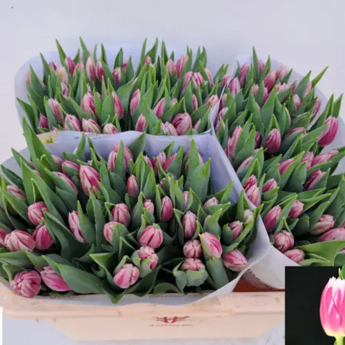 Tulpe rosa/weiss Bojangles 28 Gramm