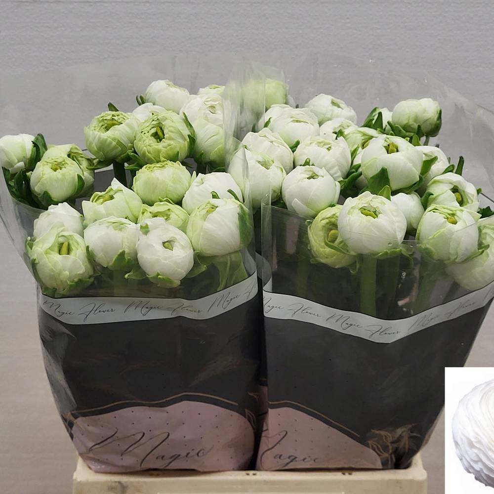 Ranunkel weiss  Real Ice 45cm x 30