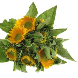 Sonnenblume gelb Sunrich Up Gold 60cm