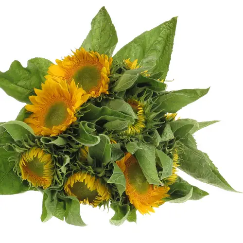 Sonnenblume gelb Sunrich Up Gold 60cm