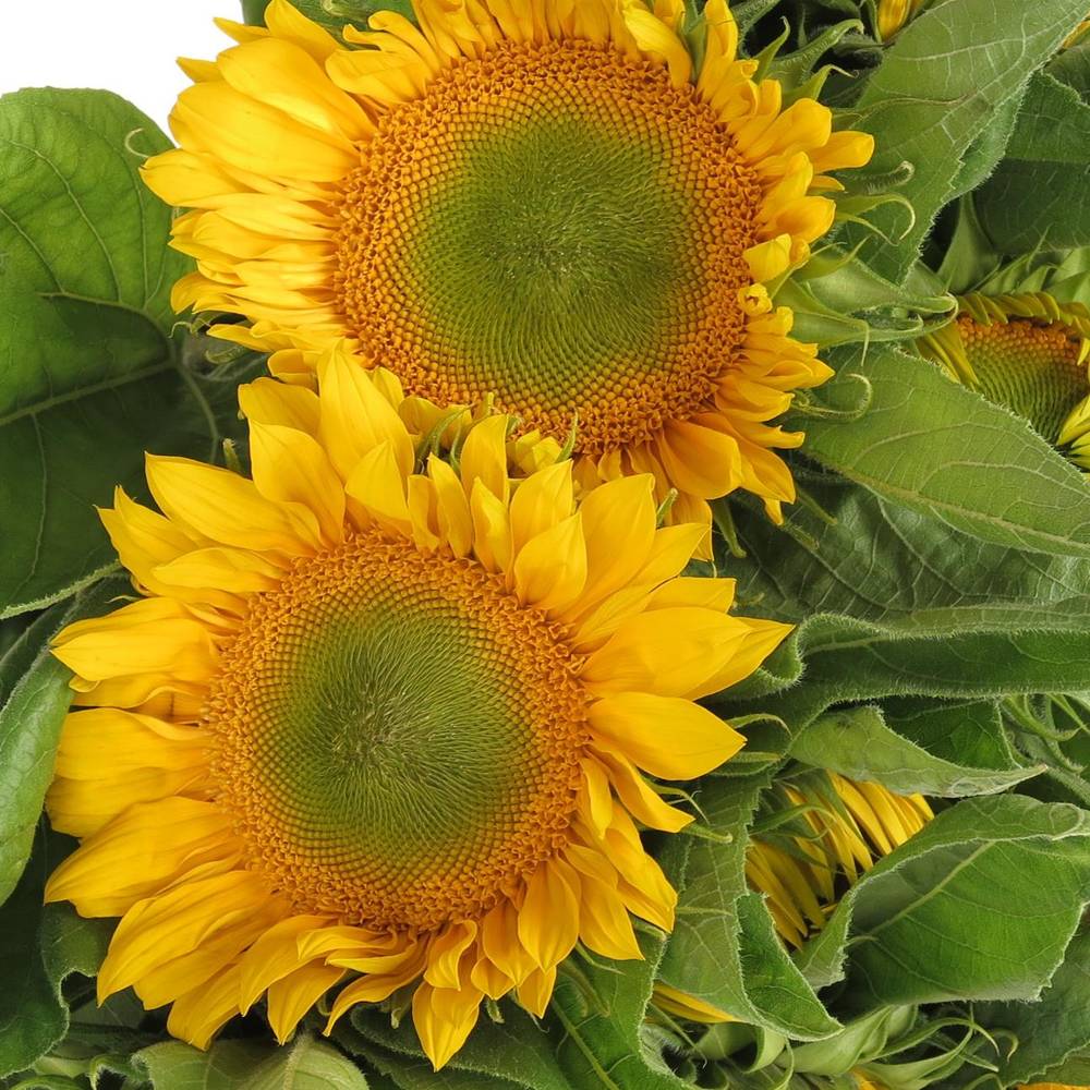 Sonnenblume gelb Sunrich Up Gold 60cm