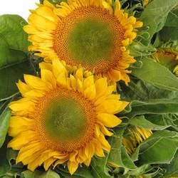 Sonnenblume gelb Sunrich Up Gold 60cm
