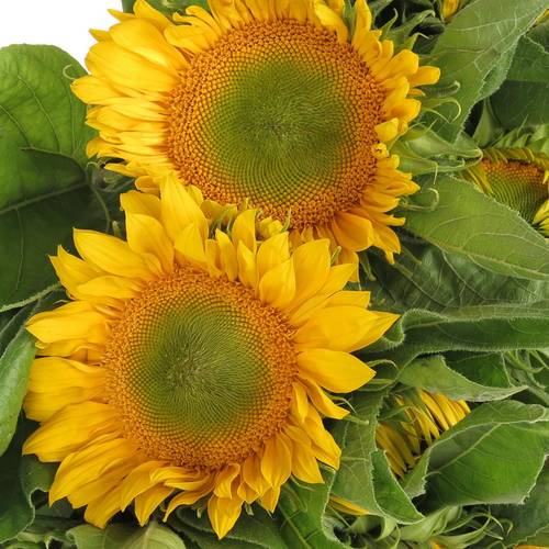 Sonnenblume gelb Sunrich Up Gold 60cm