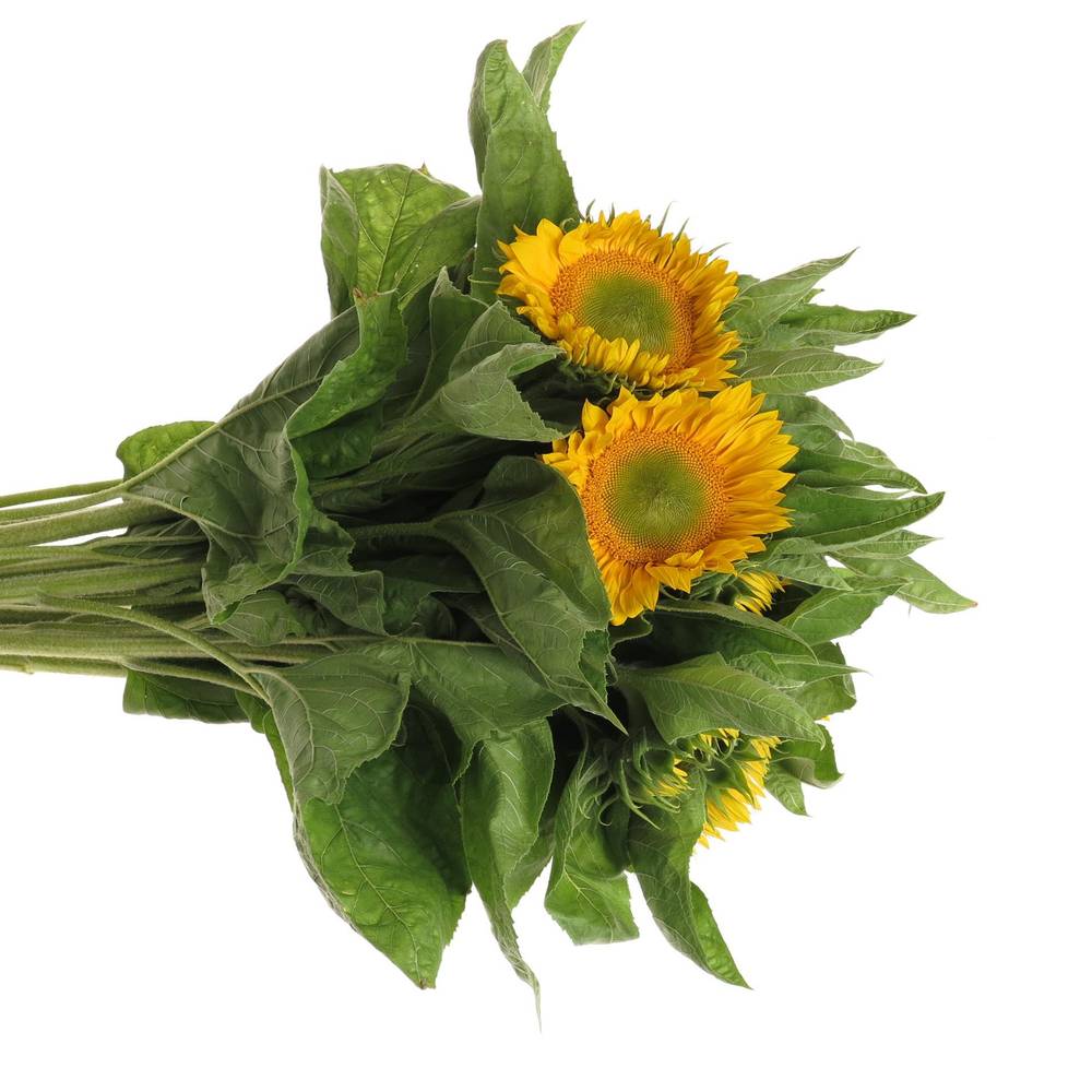 Sonnenblume gelb Sunrich Up Gold 60cm