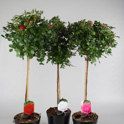 rosa Stamm mix T23 H160