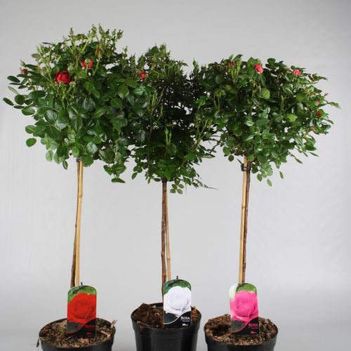 rosa Stamm mix T23 H160