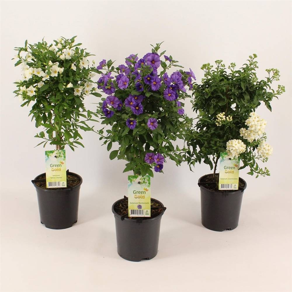 Solanum mix      T14 H50 Stamm