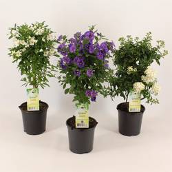 Solanum mix      T14 H50 Stamm