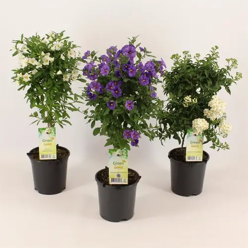 Solanum mix      T14 H50 Stamm