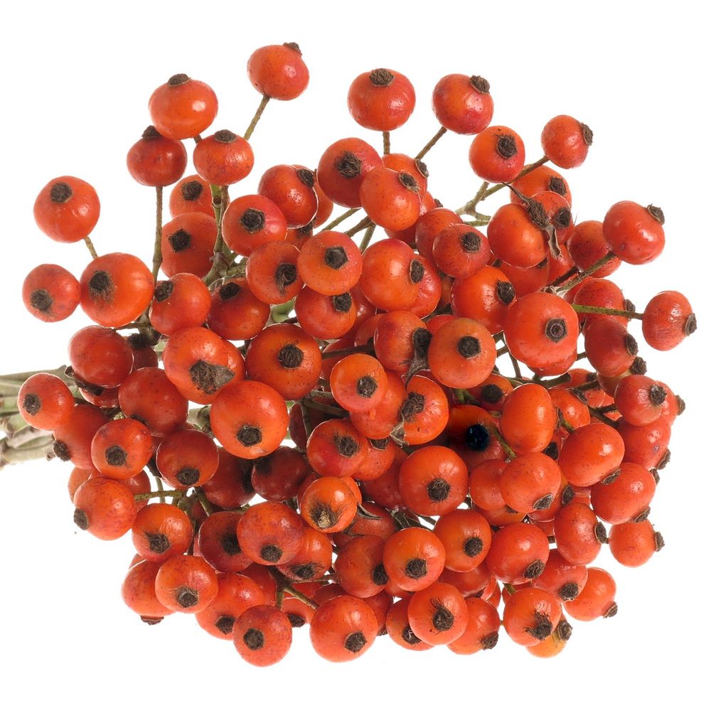Hagebutte orange Hiphop 35cm Ohne Dorn !