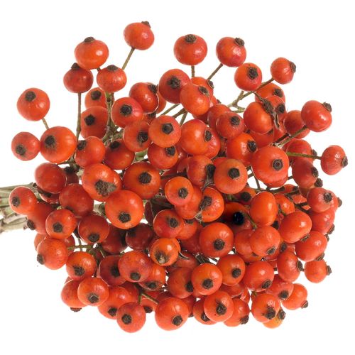 Hagebutte orange Hiphop 35cm Ohne Dorn !