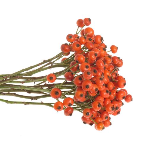 Hagebutte orange Hiphop 35cm Ohne Dorn !