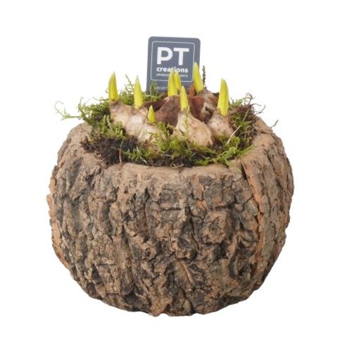Muscari.Arr PTMB2650 T14 H15